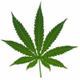 Ambiance Reggae logo