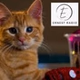 Ernest Radio logo