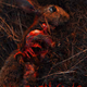 Necrophagus logo